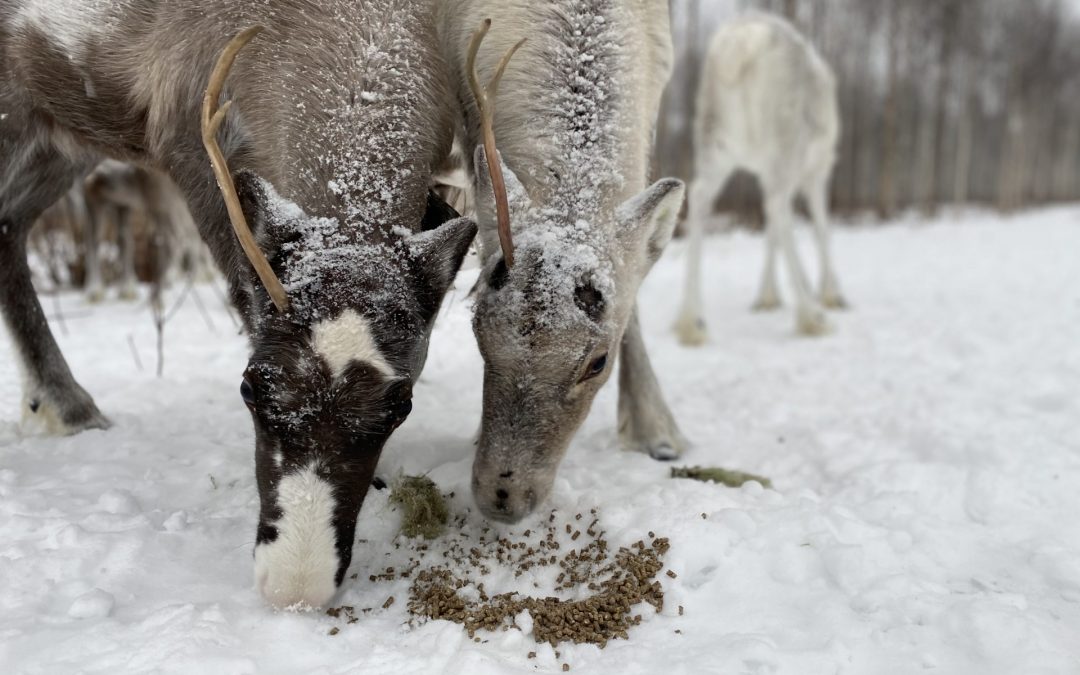 Feeding the Reindeer