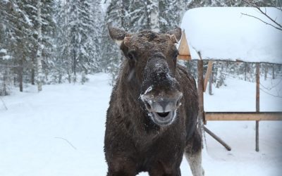 Feeding the Moose