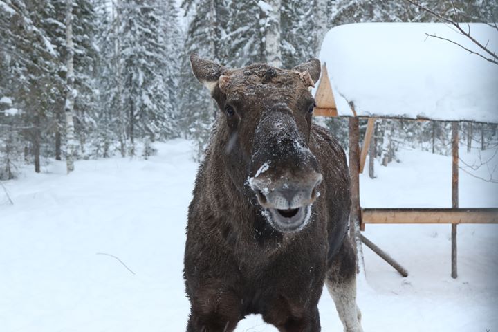 Feeding the Moose